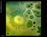 colonies of bacteria